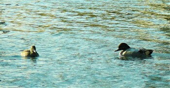 ヨシガモ 中郷温水池公園(三島市) 2021年12月12日(日)