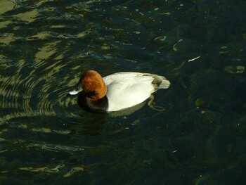 ホシハジロ 中郷温水池公園(三島市) 2021年12月12日(日)