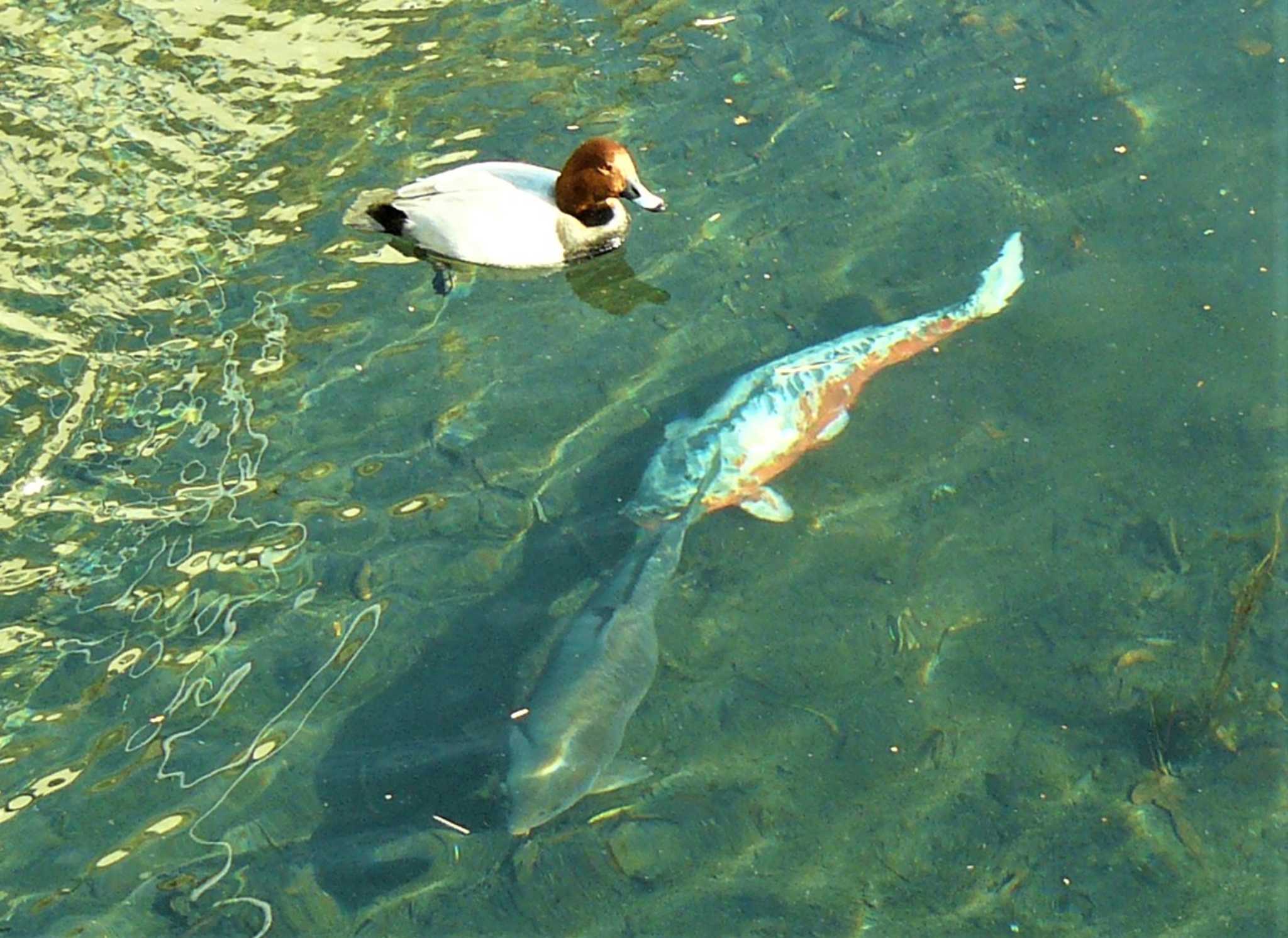 Common Pochard