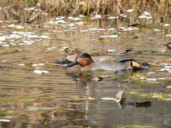 2021年12月31日(金) 大阪府の野鳥観察記録