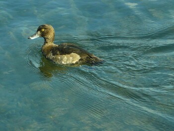 キンクロハジロ 中郷温水池公園(三島市) 2021年12月12日(日)