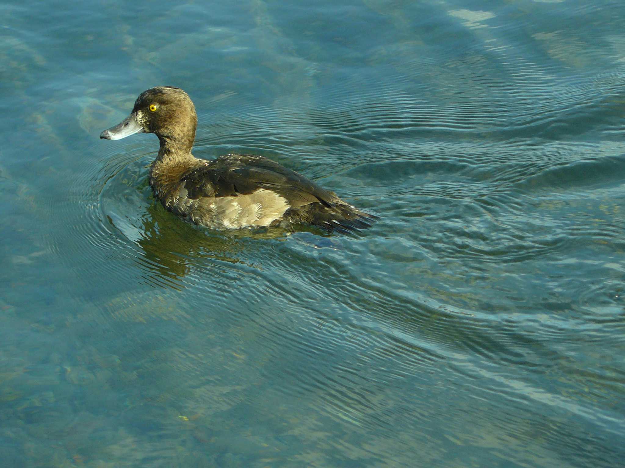 Tufted Duck