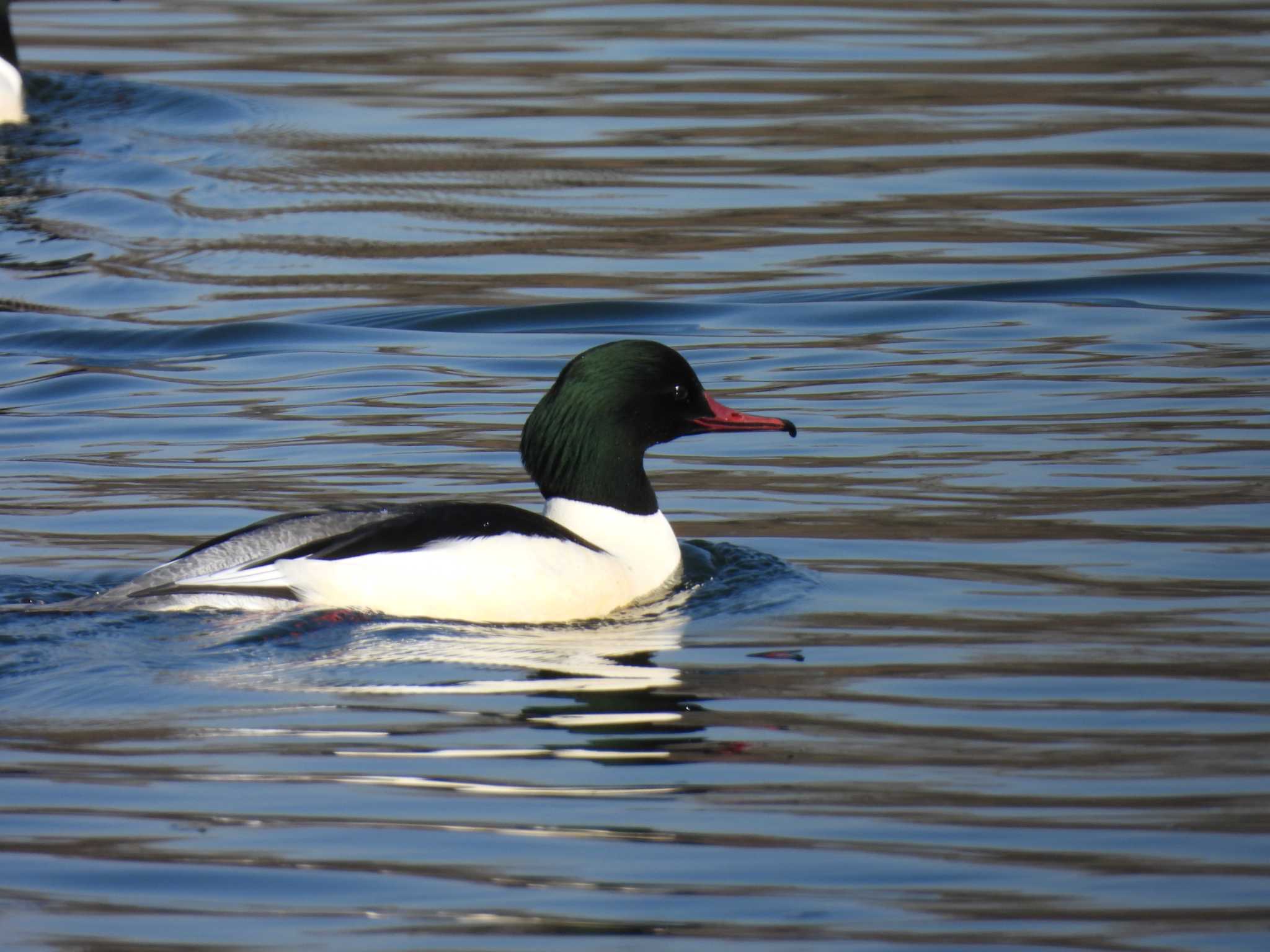 Common Merganser