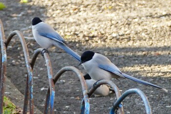 Azure-winged Magpie 東京都 Thu, 12/30/2021