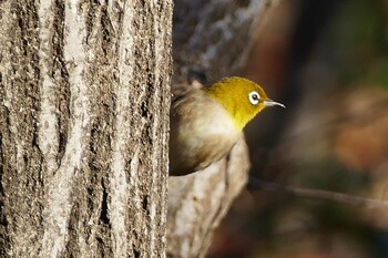 Warbling White-eye 東京都 Thu, 12/30/2021