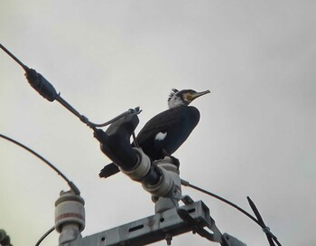 2021年12月31日(金) 川越市の野鳥観察記録