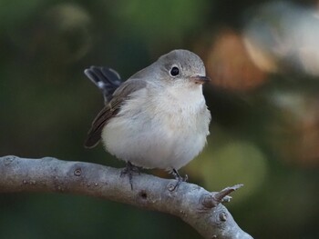 2021年12月30日(木) 不明の野鳥観察記録