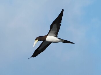 2021年12月25日(土) 谷山港の野鳥観察記録