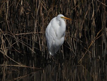 Great Egret(modesta)  鹿児島干拓 Sat, 12/25/2021