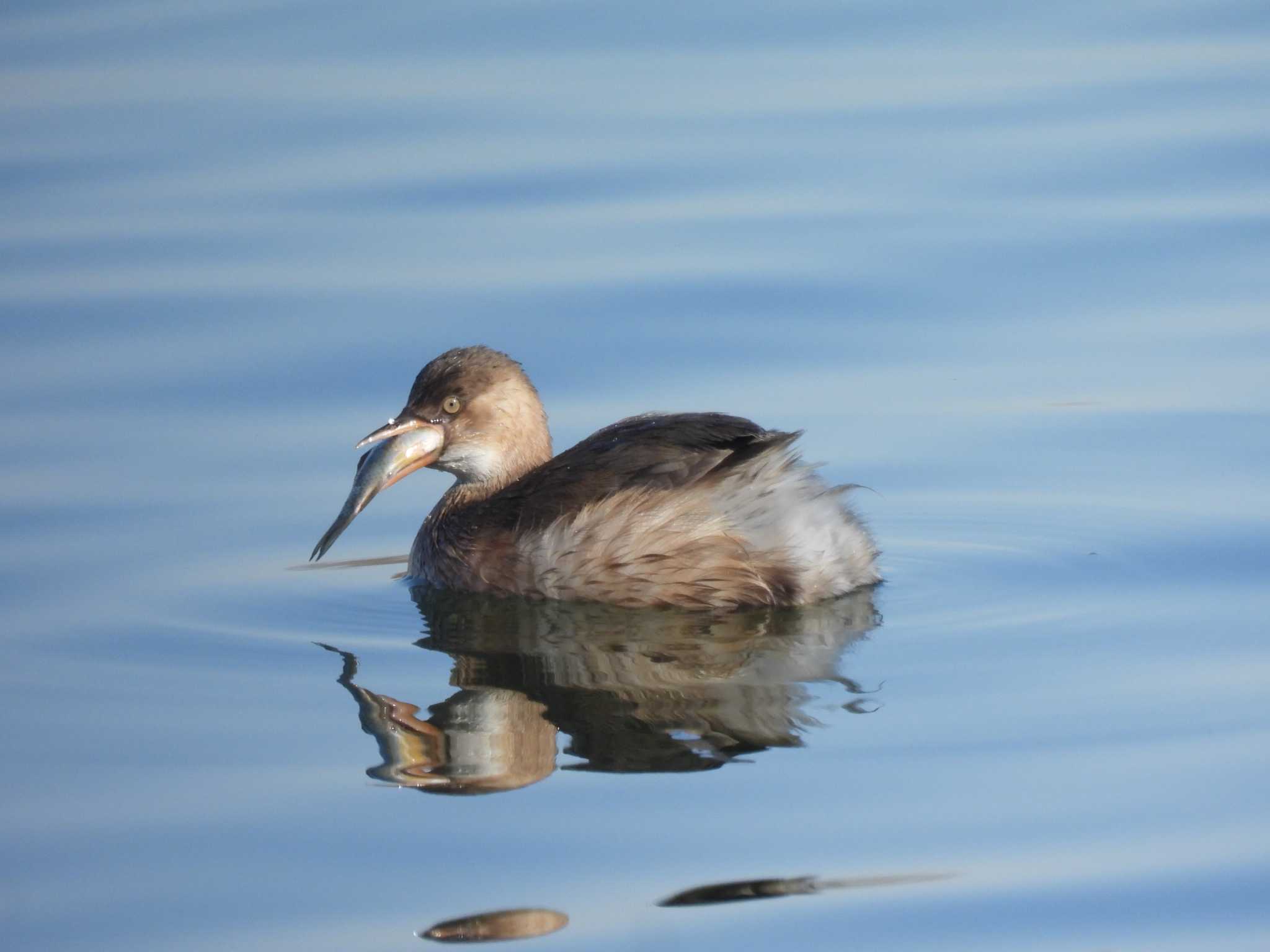 Little Grebe