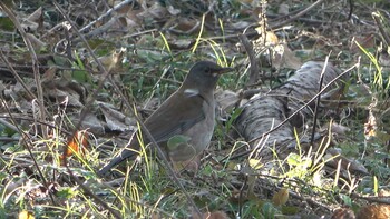 2021年12月30日(木) 南部丘陵公園の野鳥観察記録