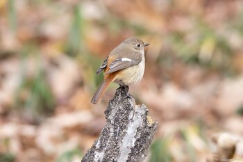 ジョウビタキ 薬師池公園 2021年12月31日(金)