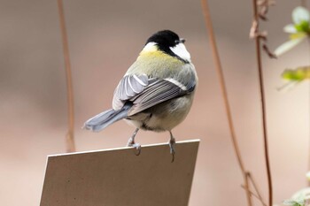 シジュウカラ 薬師池公園 2021年12月31日(金)