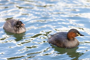 カイツブリ 薬師池公園 2021年12月31日(金)