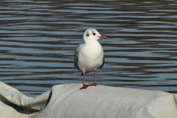 2021年12月25日(土) 都立浮間公園の野鳥観察記録