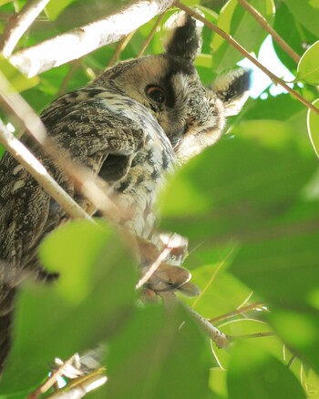 Long-eared Owl Unknown Spots Fri, 12/24/2021