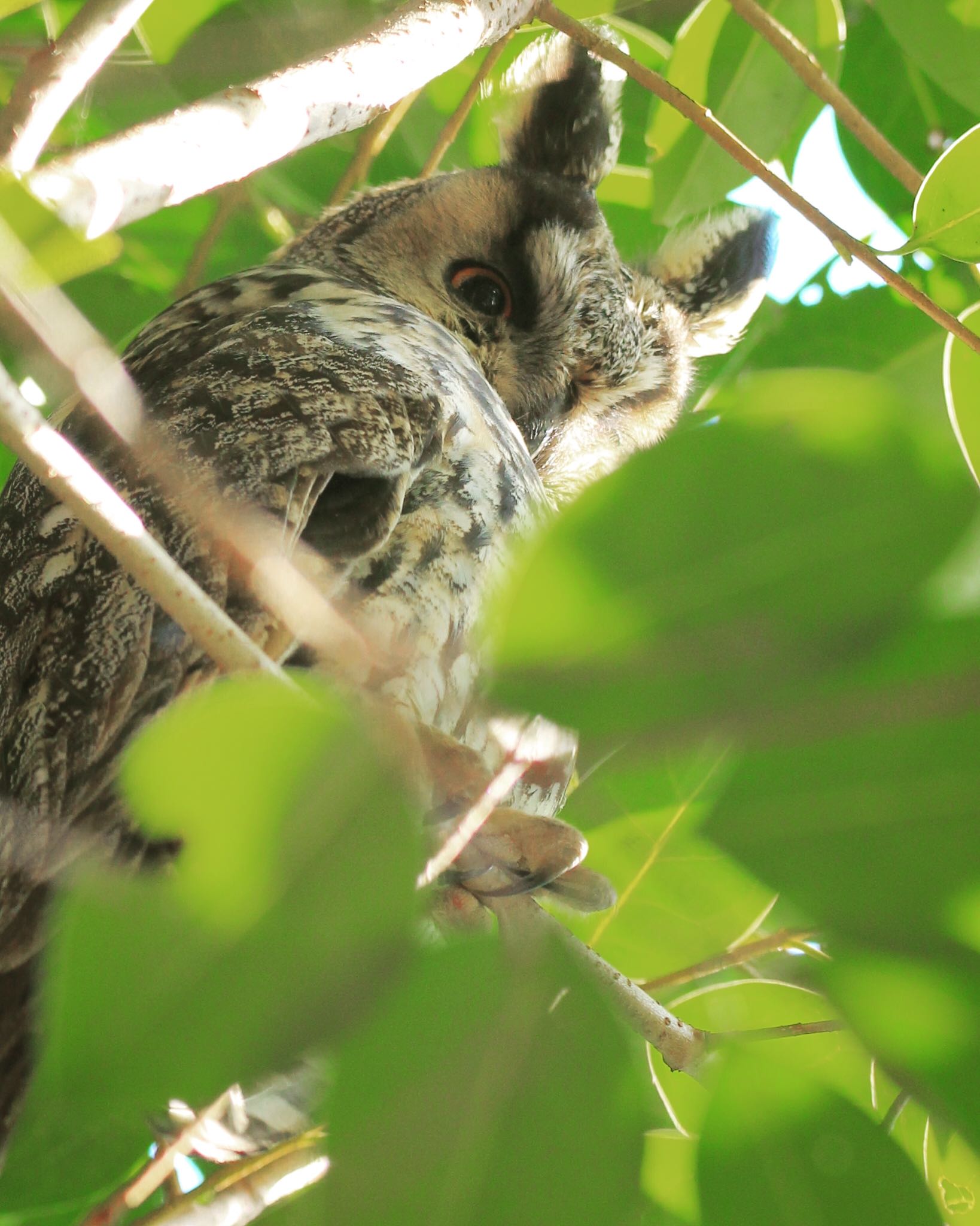  トラフズクの写真 by モモンガーZ