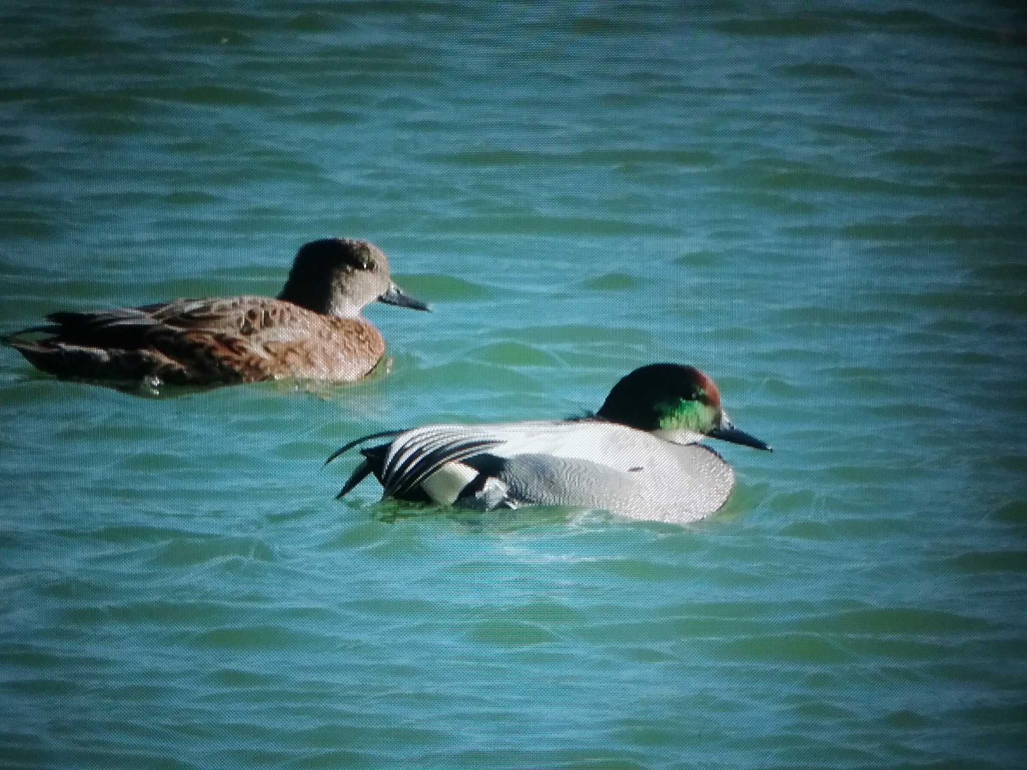 Photo of Falcated Duck at 馬見丘陵公園 by おもち