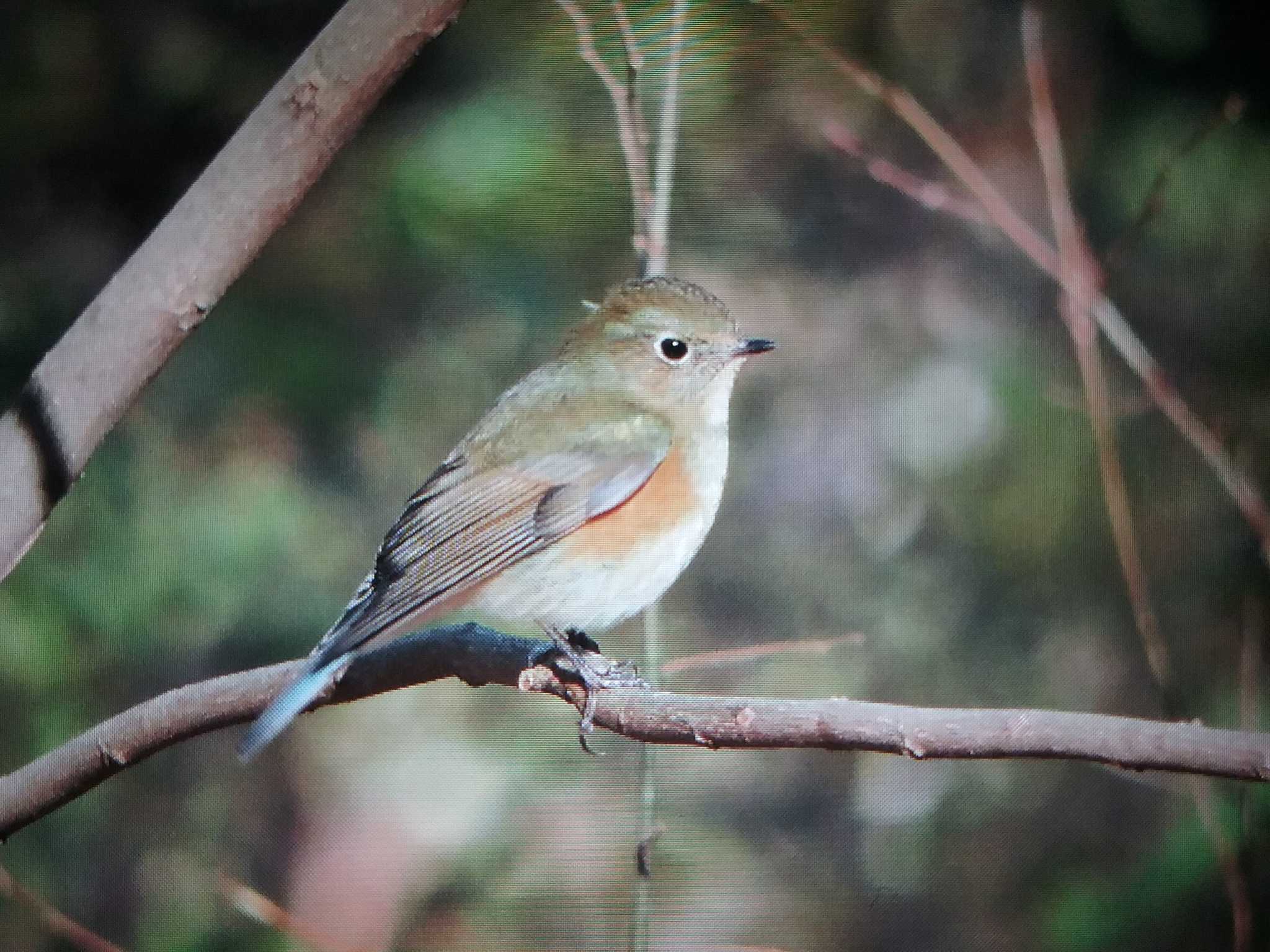 Photo of Red-flanked Bluetail at 馬見丘陵公園 by おもち