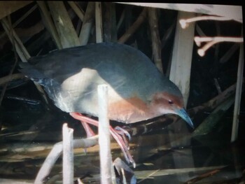 Ruddy-breasted Crake 馬見丘陵公園 Fri, 12/31/2021