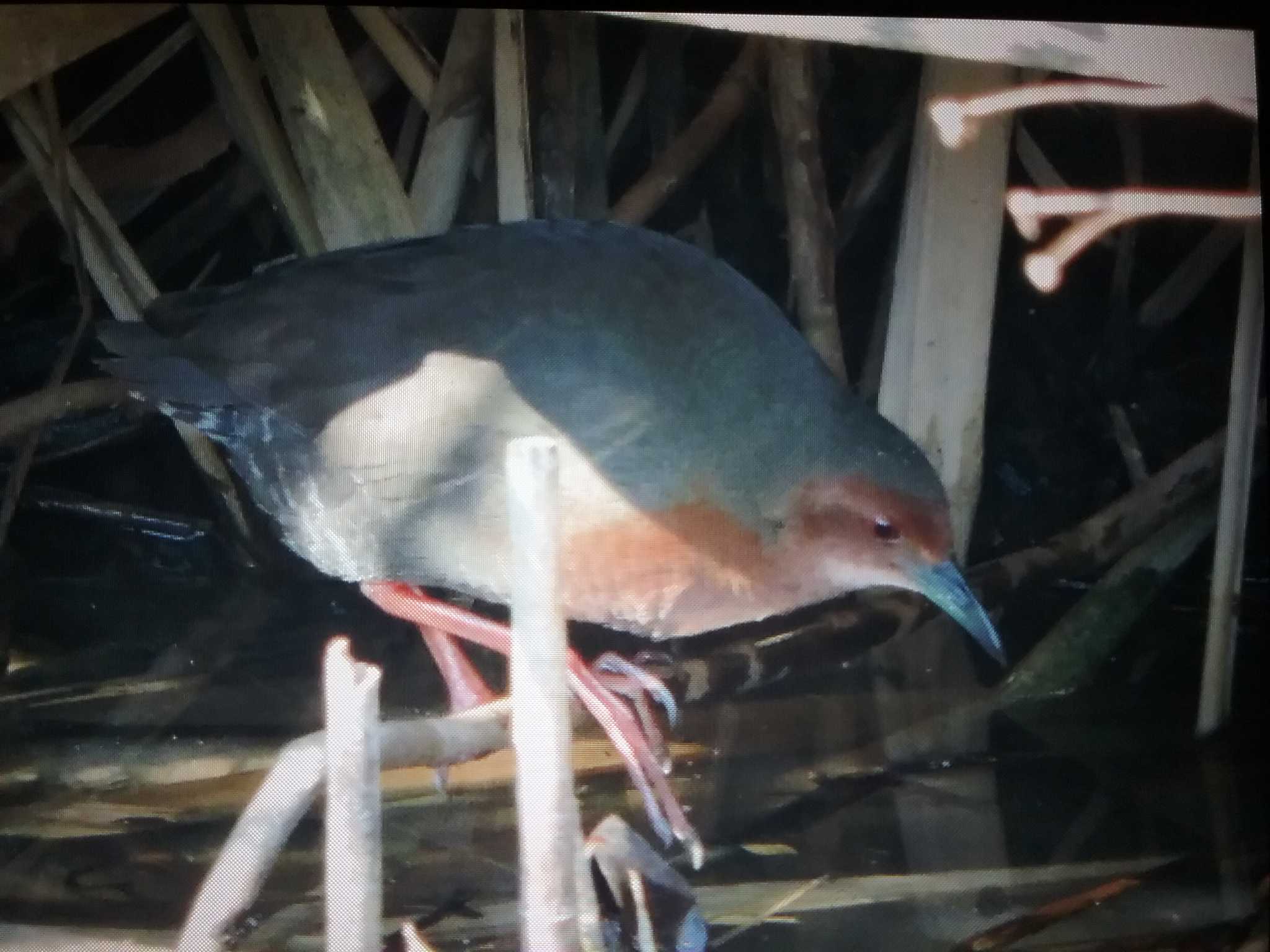 Photo of Ruddy-breasted Crake at 馬見丘陵公園 by おもち