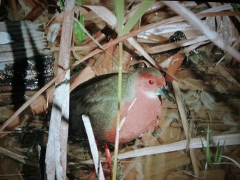 Fri, 12/31/2021 Birding report at 馬見丘陵公園