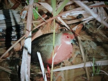 Ruddy-breasted Crake 馬見丘陵公園 Fri, 12/31/2021