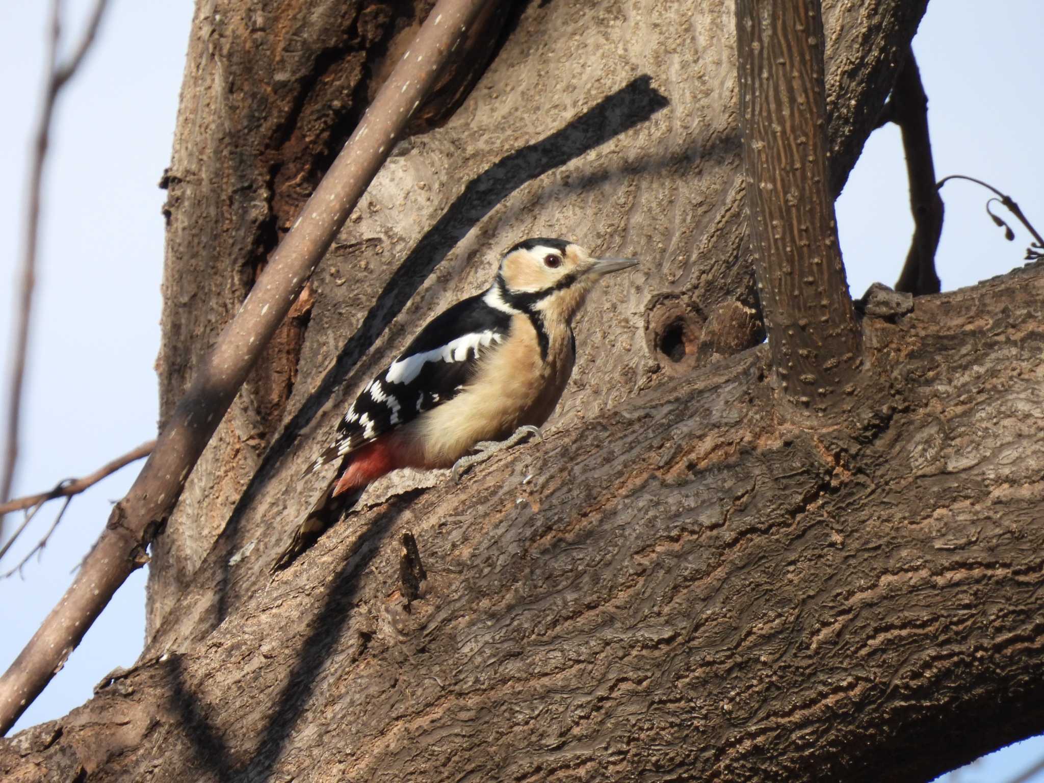 Great Spotted Woodpecker