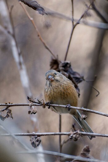 Siberian Long-tailed Rosefinch Hayatogawa Forest Road Thu, 12/30/2021