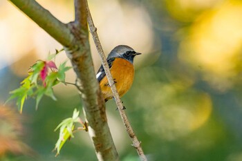 Daurian Redstart Machida Yakushiike Park Sun, 11/28/2021