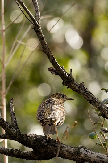 White's Thrush Unknown Spots Fri, 12/31/2021