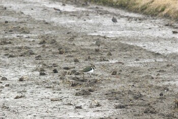 2021年12月31日(金) 鍋田干拓地の野鳥観察記録