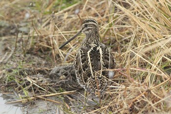 タシギ 鍋田干拓地 2021年12月31日(金)