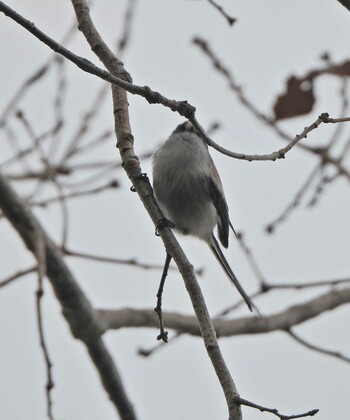 Long-tailed Tit 下永谷市民の森 Fri, 12/31/2021