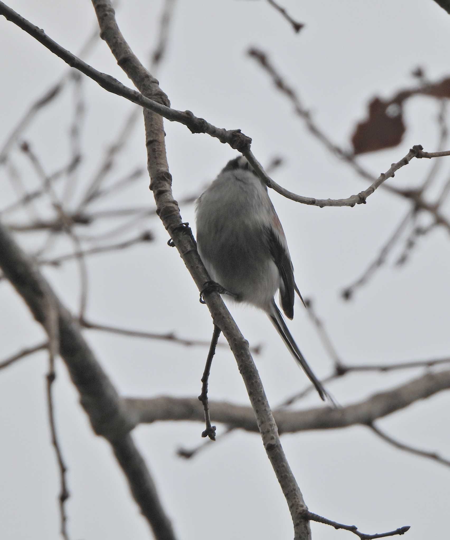 Photo of Long-tailed Tit at 下永谷市民の森 by あるぱか