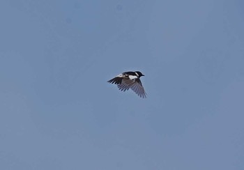 Amur Stonechat Unknown Spots Mon, 6/19/2017