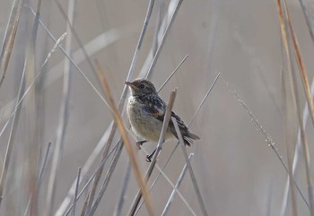 Amur Stonechat Unknown Spots Mon, 6/19/2017