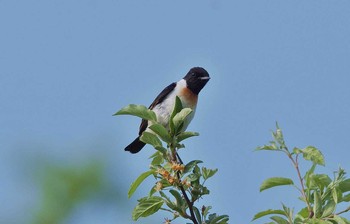 Amur Stonechat Unknown Spots Mon, 6/19/2017