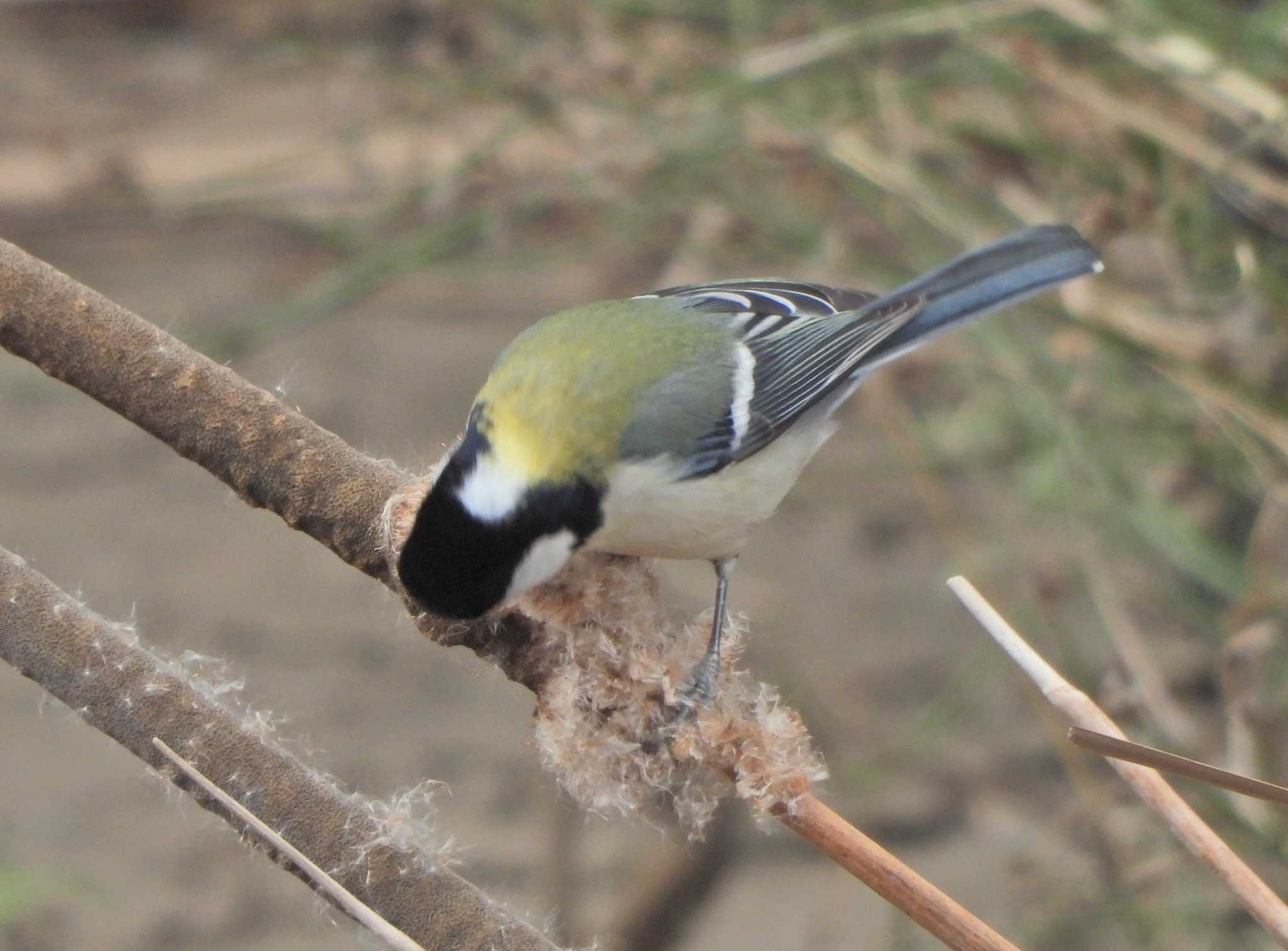 シジュウカラ