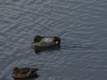 Falcated Duck 境川遊水地公園 Fri, 12/31/2021