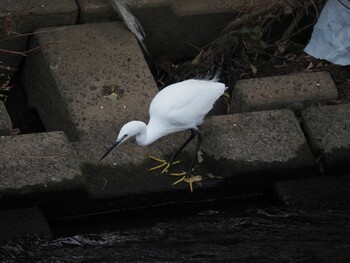 Little Egret 境川遊水地公園 Fri, 12/31/2021