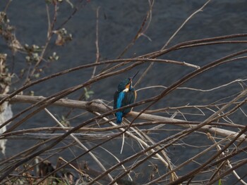 Common Kingfisher 境川遊水地公園 Fri, 12/31/2021