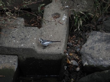 White Wagtail 境川遊水地公園 Fri, 12/31/2021