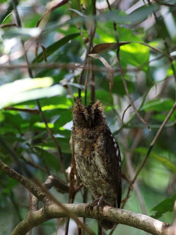 Ryukyu Scops Owl 沖縄県宮古島市 Wed, 6/26/2013