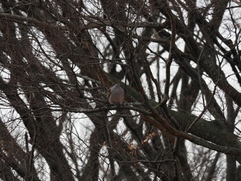 Oriental Turtle Dove 境川遊水地公園 Fri, 12/31/2021