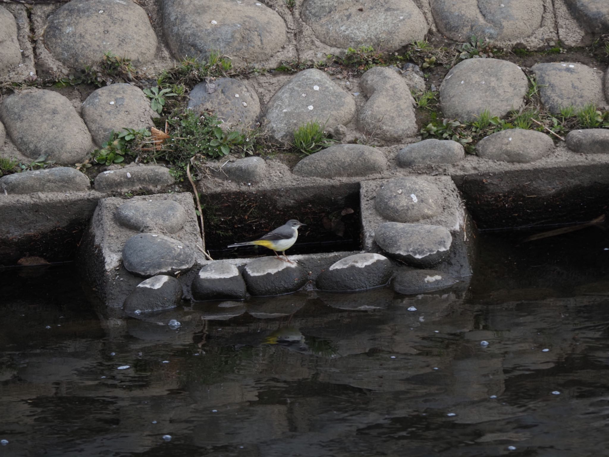 境川遊水地公園 キセキレイの写真 by メメタァ