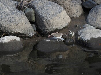 Common Sandpiper 境川遊水地公園 Fri, 12/31/2021