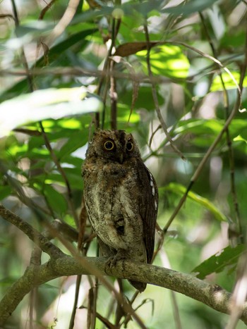 Ryukyu Scops Owl 沖縄県宮古島市 Wed, 6/26/2013