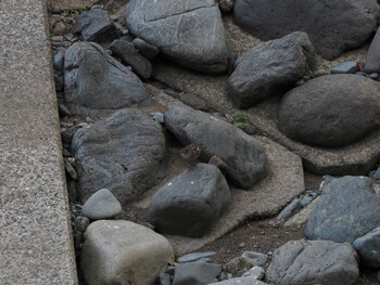 タヒバリ 境川遊水地公園 2021年12月31日(金)