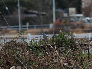 ヒヨドリ 境川遊水地公園 2021年12月31日(金)